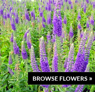 browse-flowers