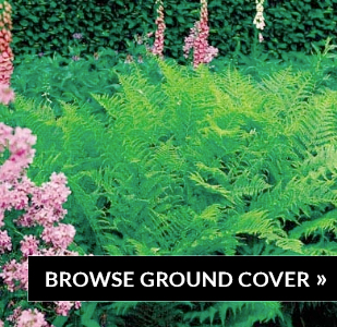 browse-ground-cover
