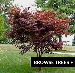 browse-trees