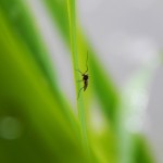 Mosquitos in Georgia
