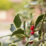 Hutcheson Horticulture Holly