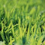 August Lawn Tips